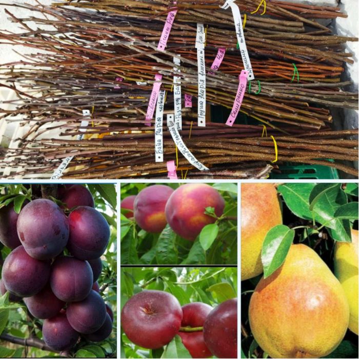 Черенки, живці, чубуки плодових дерев, ожини, смородини, винограда