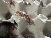 Świerszcze kubańskie 3cm 20szt karmówka gekon pająk agama terrarium