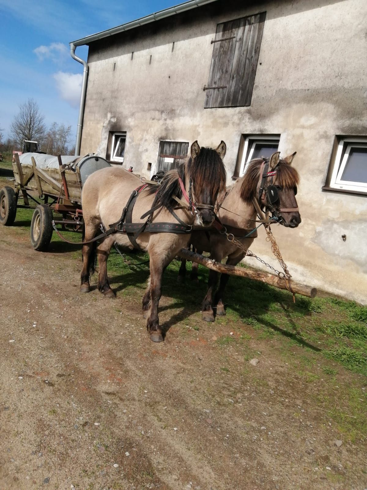 Sprzedam konie rasy konik polski