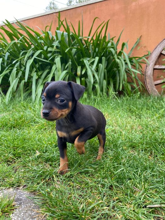 Pincher Fêmea puro pronto para entrega