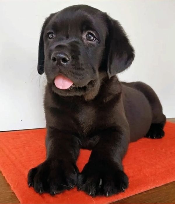 Labrador Retriever Preto  Lop e afixo