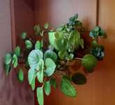 Planta do dinheiro (ou Planta dólar)  (ou Hera Sueca)
