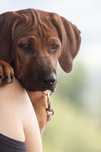 Rhodesian Ridgeback szczenię szczeniak puppy suczka samiec szczeniacze