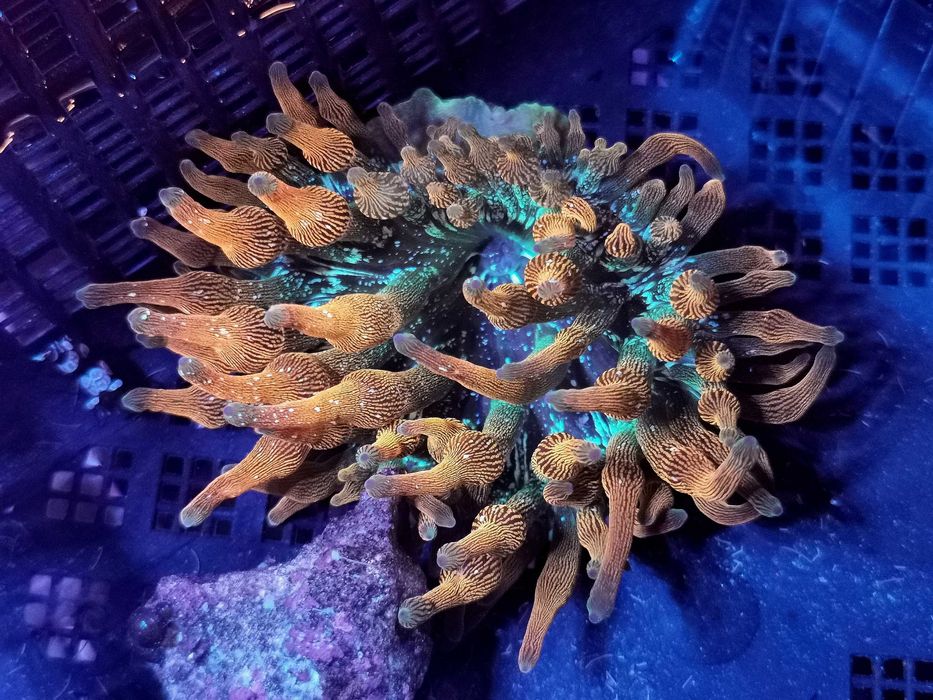 Ukwiał QUADRICOLOR RAINBOW M, akwarium morskie koralowce Turkusowe Zoo