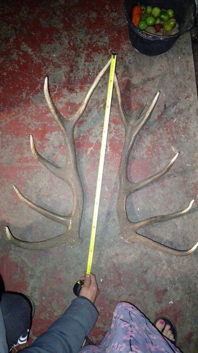 Продам рога оленя