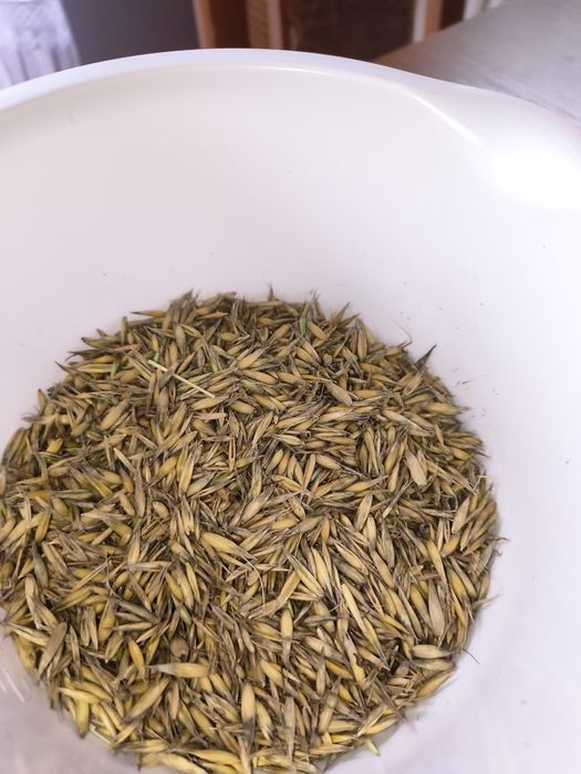 Owies tegoroczny 45 złotych za metr