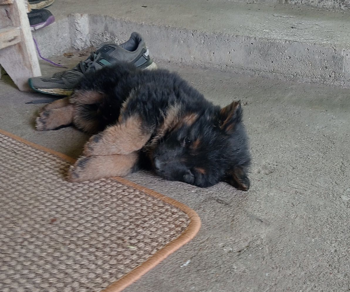 Цуценята німецької вівчарки