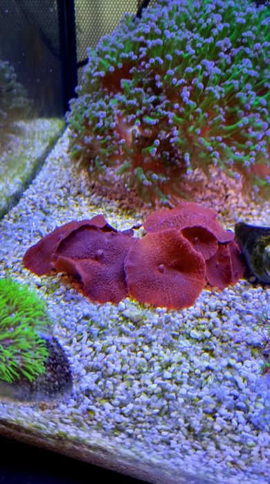 Coral Discosoma Vermelho