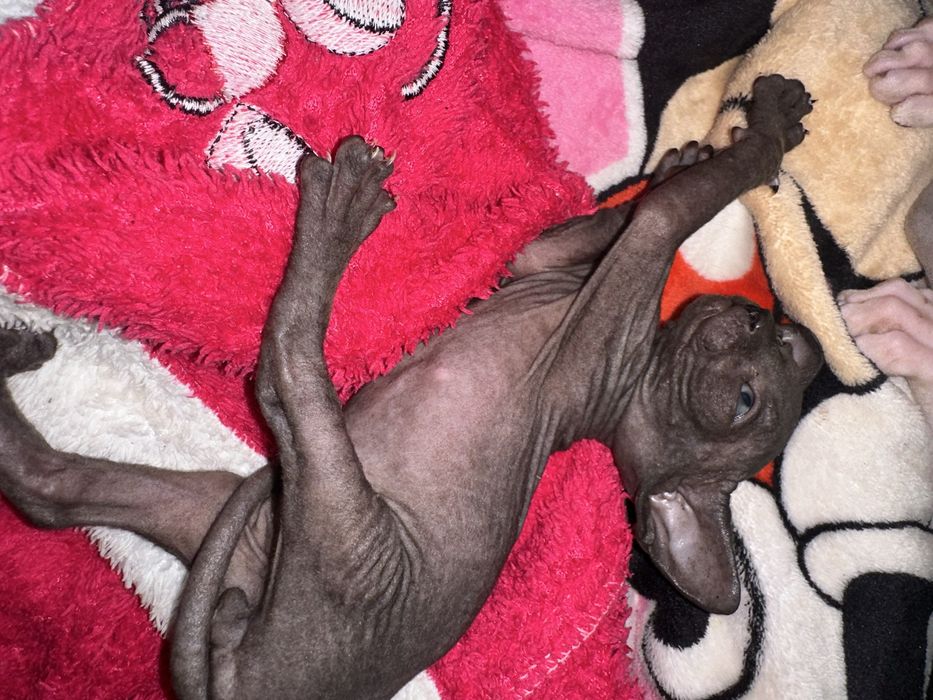 Кошенята канадский сфінкс