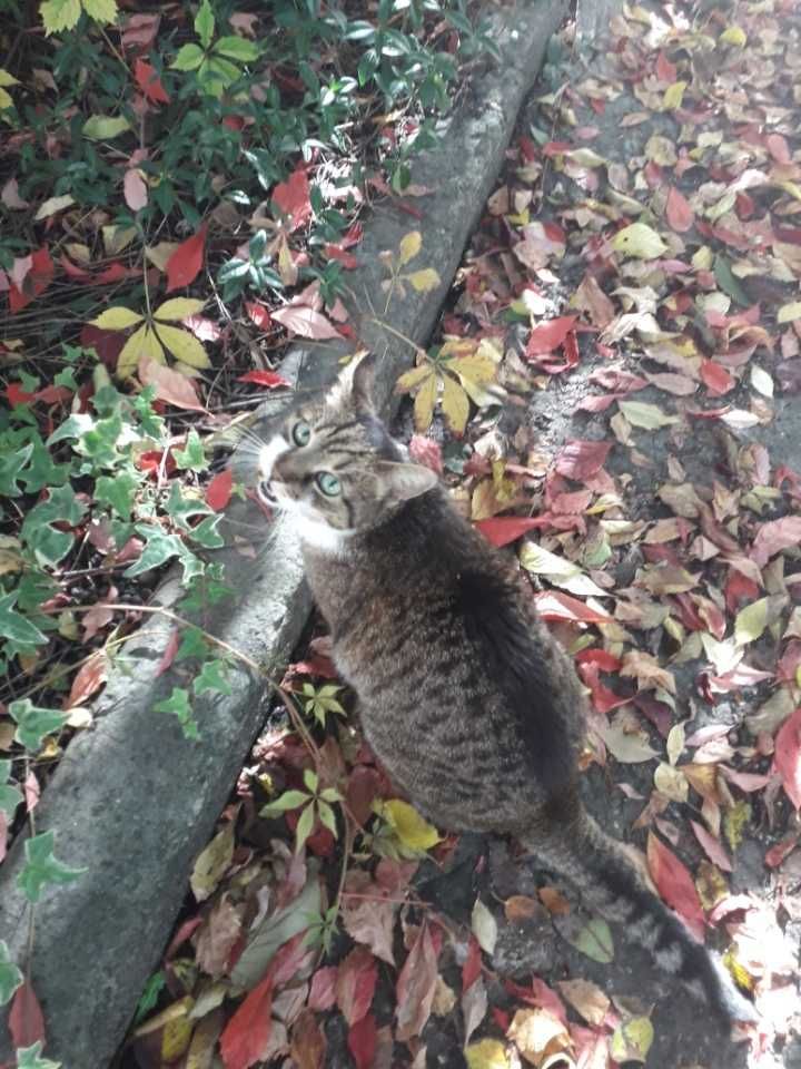 Szkukam kota zgubionego