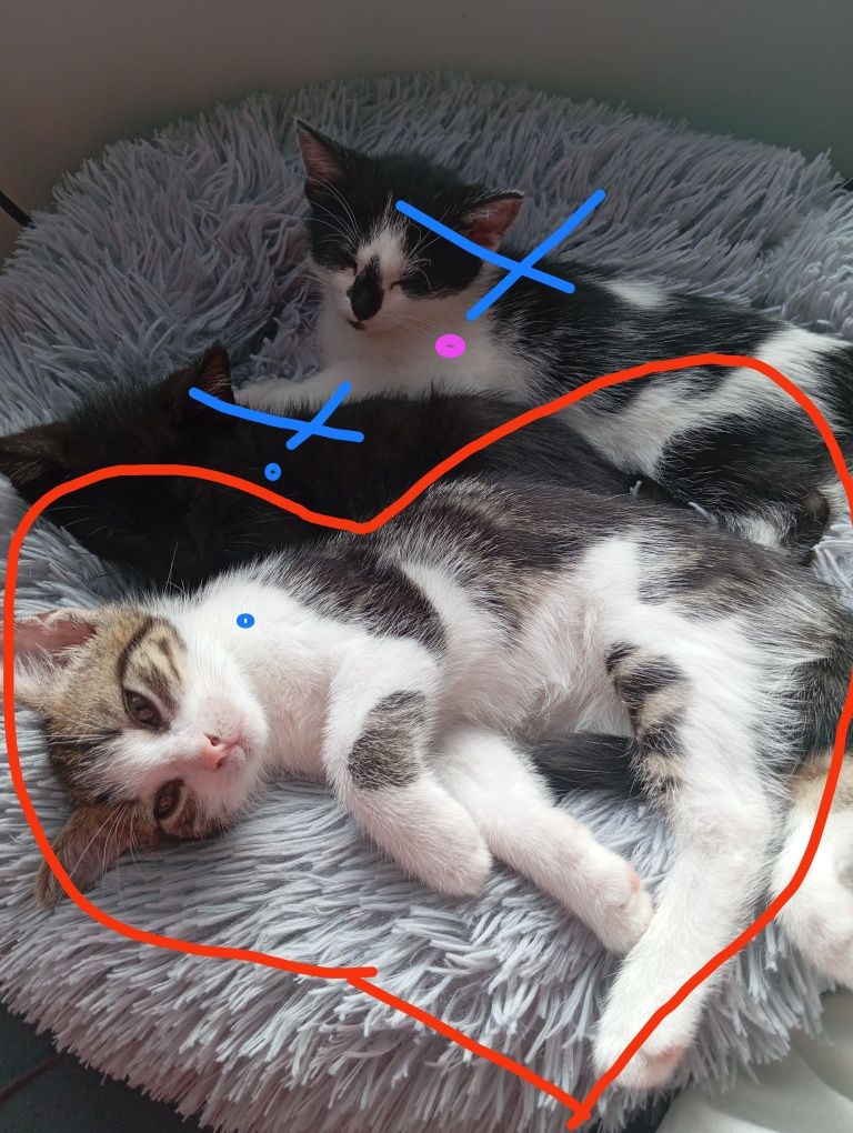 Oddam kotka w dobre ręce