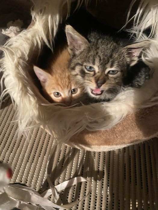 Bury 3 miesięczny kotek do adopcji