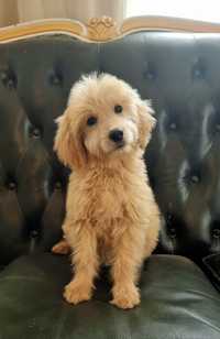 Suczka GOLDENDOODLE F1 Standard po FCI rodzicach