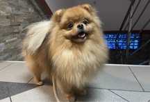 Szpic miniaturowy pomeranian suczka ZKwP