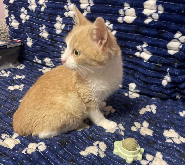 Риженька киця, вік 4 міс