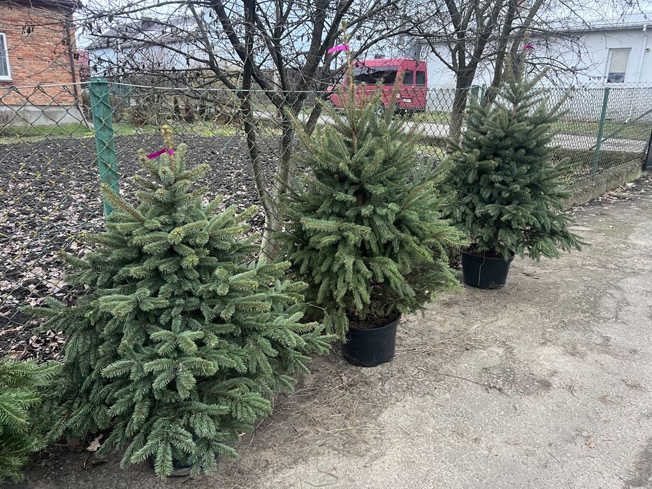 Жива різдвяна ялинка в горщику