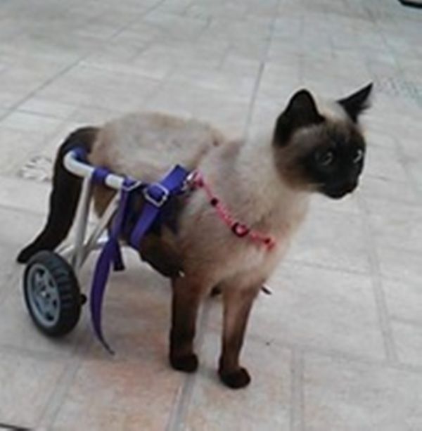 Cadeira de Rodas PetStreet para Animais / Cão & Gato...