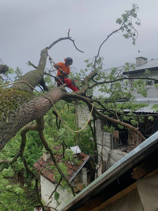 Зріз аварійних дерев! Кронування дерев|Видалення дерев|Корчування пнів