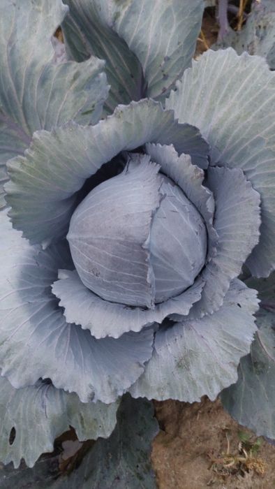 Kapusta biała, czerwona, marchew, buraczek