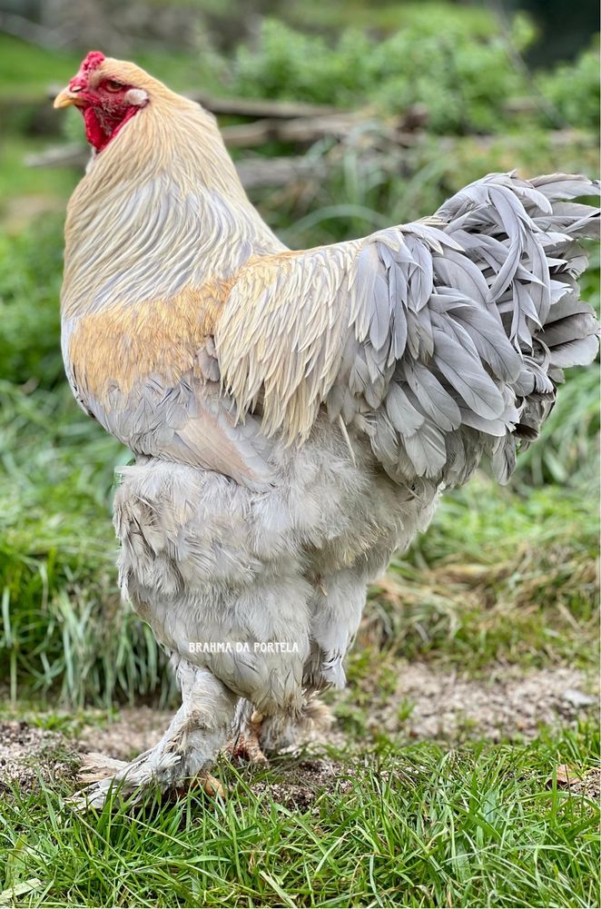 BRAHMA ISABELLA ( OVOS )