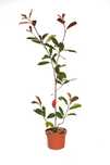Photinias Red Robin 120/130 cm