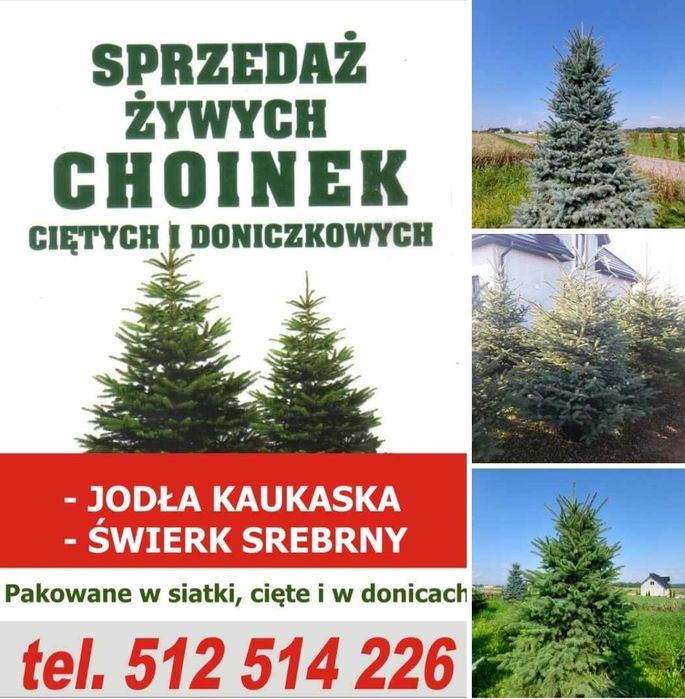 Choinki Plantacja  Jodła Kaukaska , Świerk Srebrny