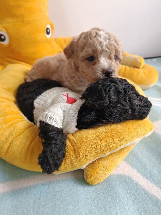 Bichpoo Cavapoo Pudel Toy