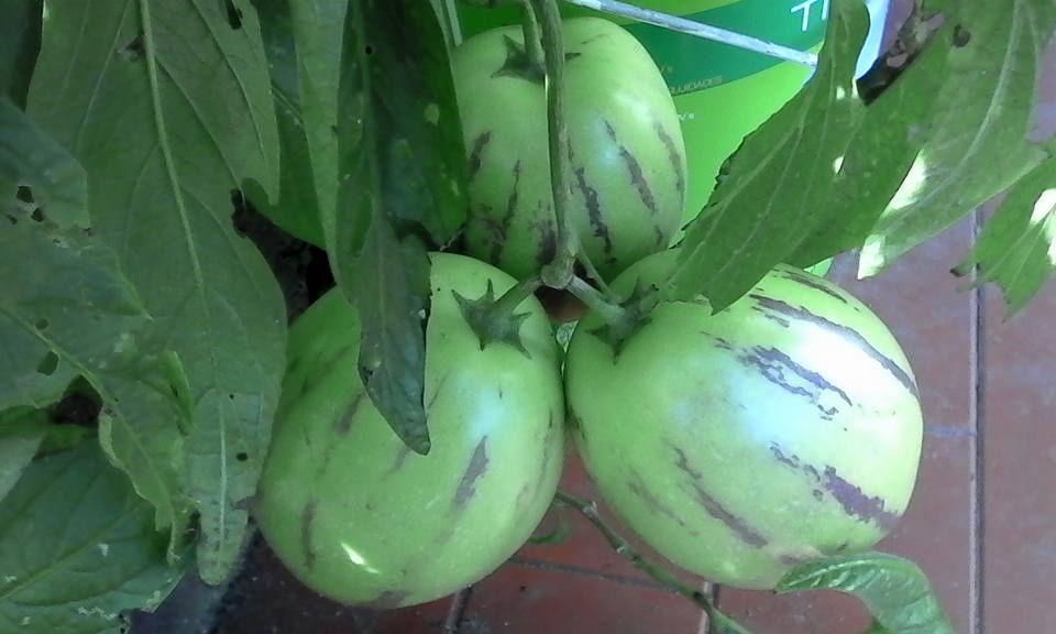 Plantas de Pêra melão