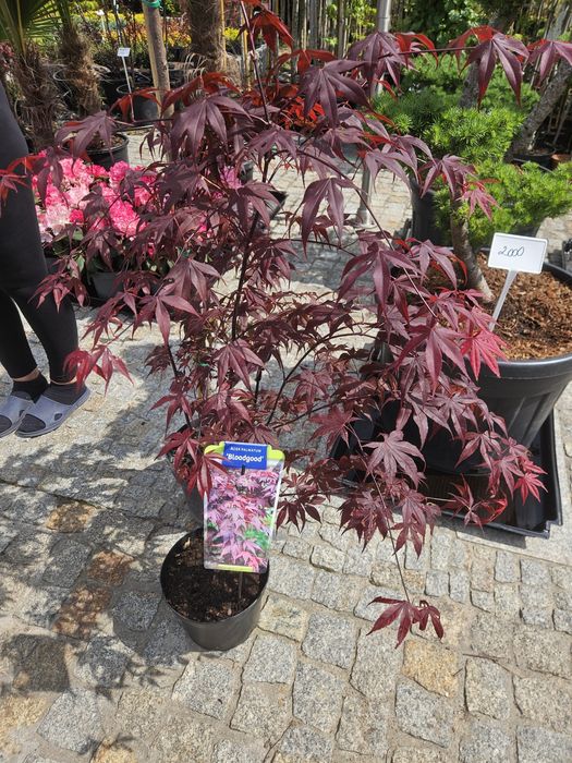 Głogownik,Ostrokrzew,Ambrowiec