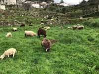 Anhos e ovelhas a venda ou trocar por autros animais