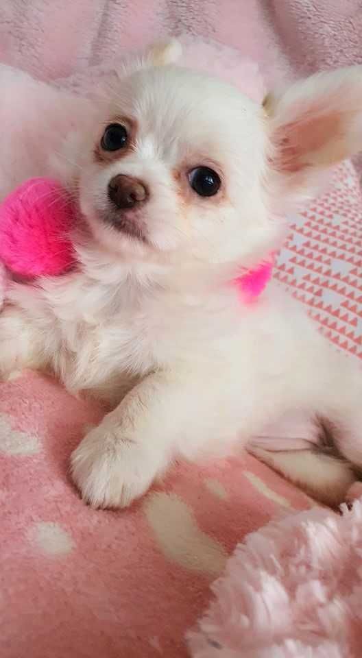 Chihuahua Piesek z Rodowodem. Do odbioru. Mini.
