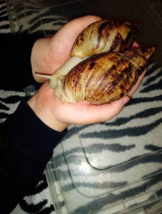 Равлики Ахатина Ретикулята Альбина великий