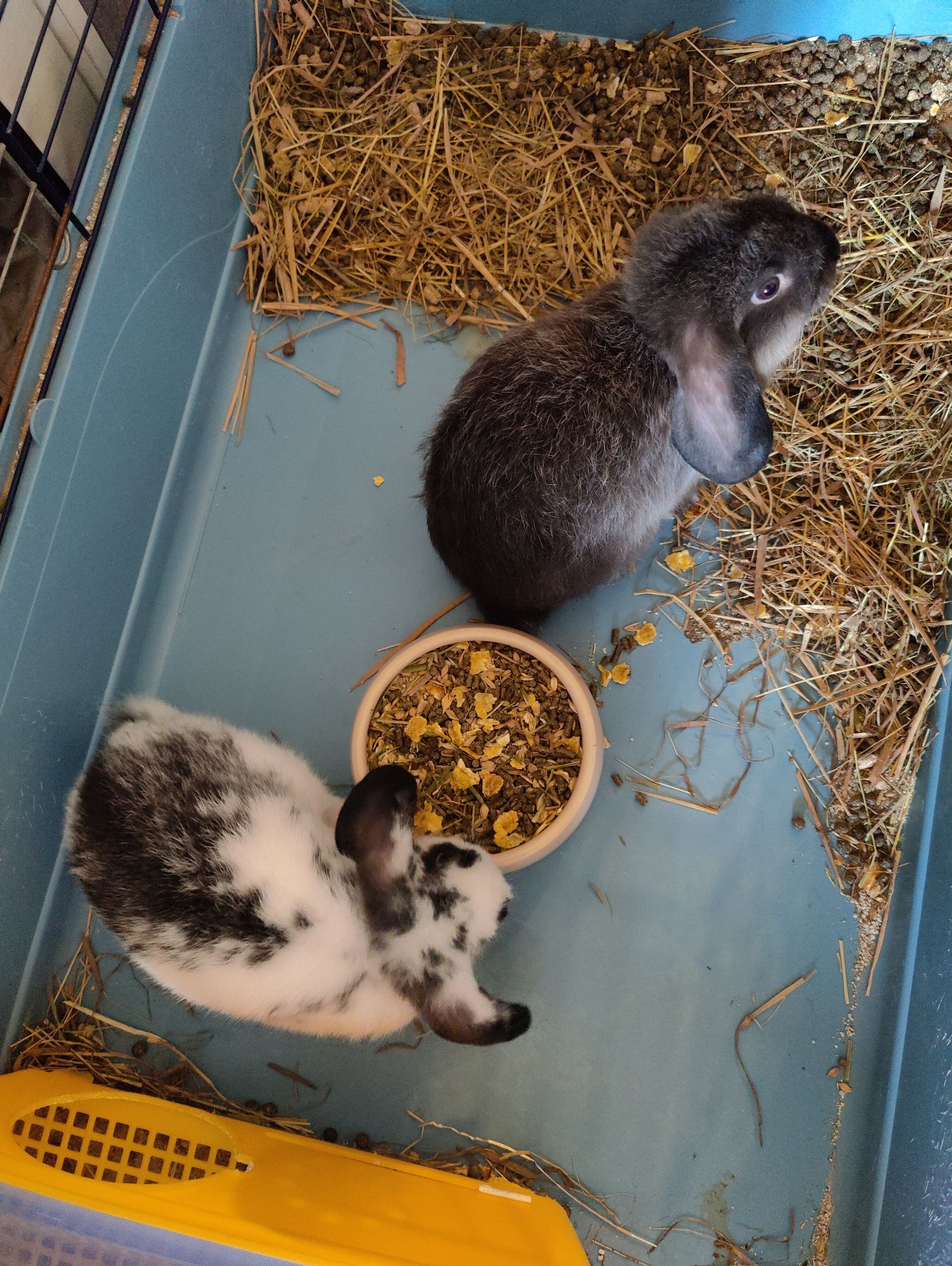 Coelhos bebe billier