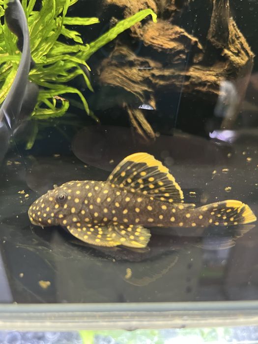 Plecostomus L-018