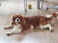 Uroczy cavalier piesek