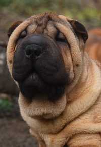 Shar-pei puppies Шарпей щенки красного   окраса.