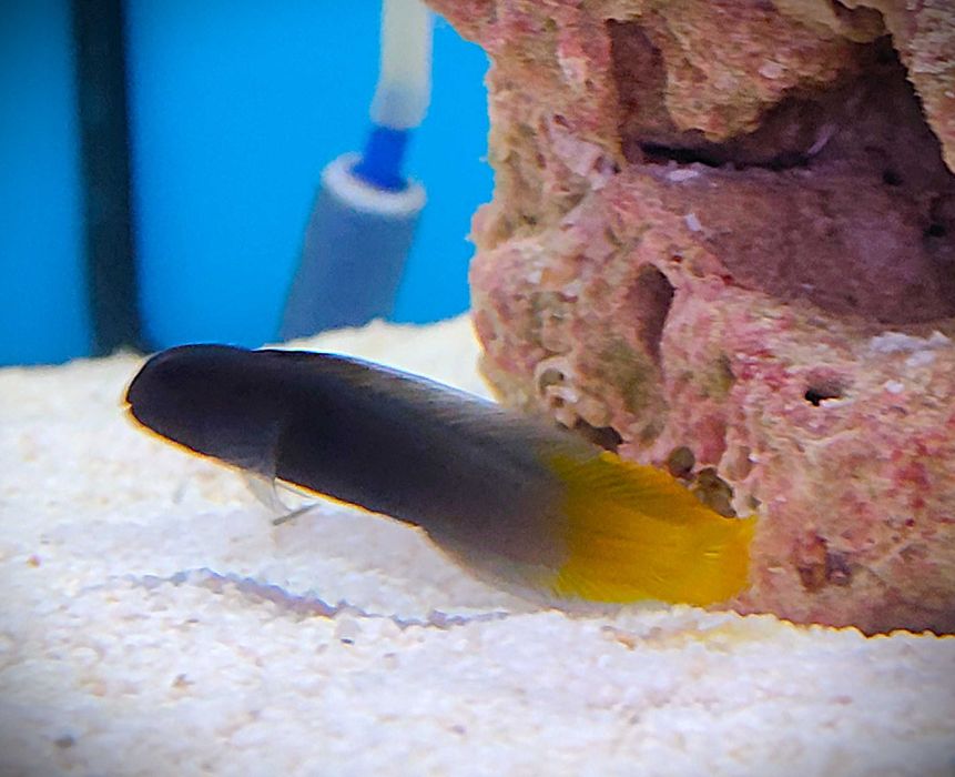 Enchelyurus flavipes. Morskie