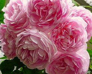 Саженцы плетистой розы крупно-цветкового сорта Жардина двухлетки