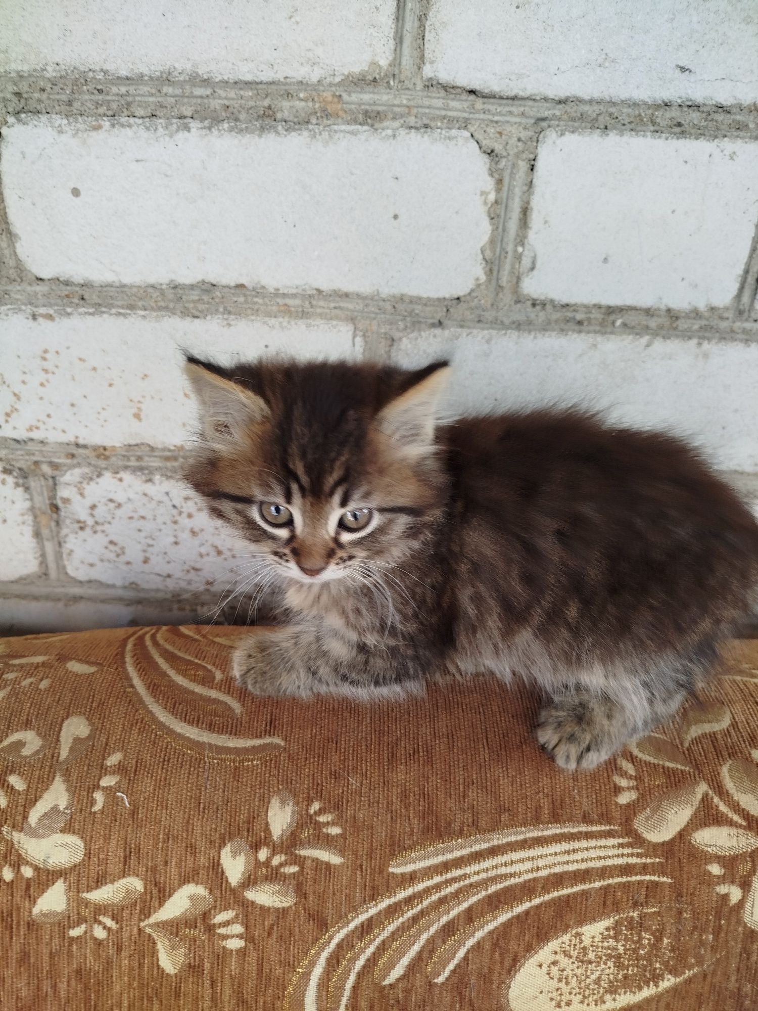 Віддам в добрі руки котенят