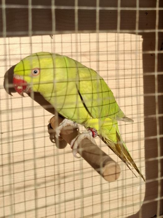 Aleksandretta obrożna 2024