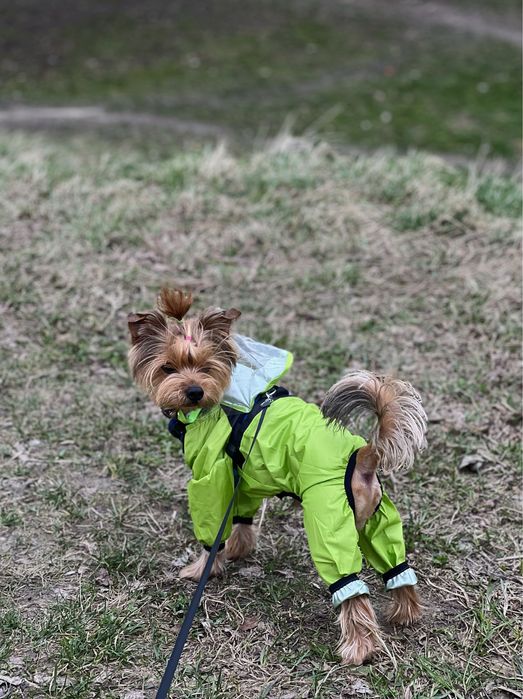 Йорк для в'язки злучка вязка йоркшинський терʼєр