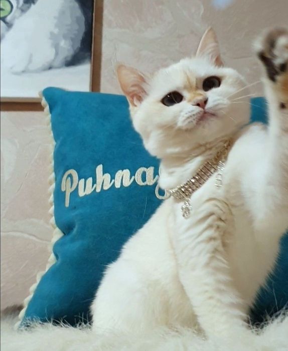 Золота шиншила пойнт ny1233