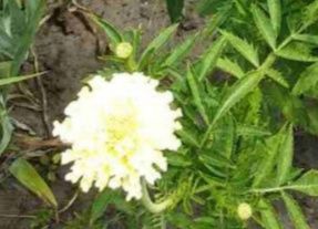 Насіння  чорнобривців білих.