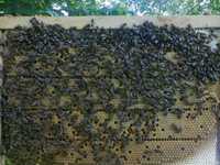 Бджолопакети(з 22 квітня) продам карпатка