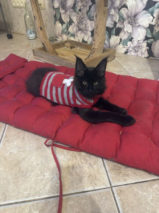 Малыш 3,5 месяца Мейн-Кунчик)