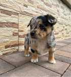 Pies/Piesek/Suczka/Szczeniak umaszczenie blue merle