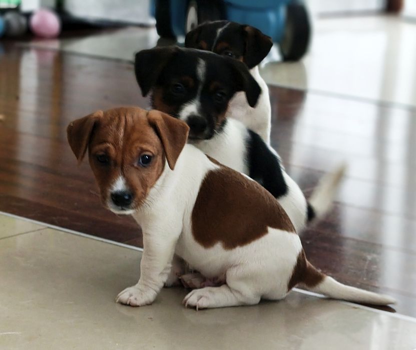 Jack Russell terrier Piesek od 23.12 *Hunter Jack*