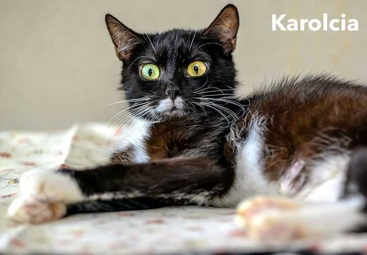 Karolcia szuka domu !