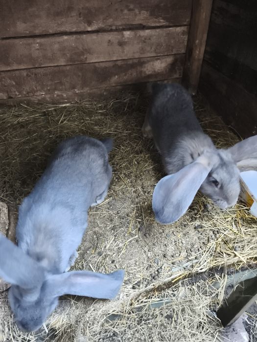 Króliki olbrzym belgijski