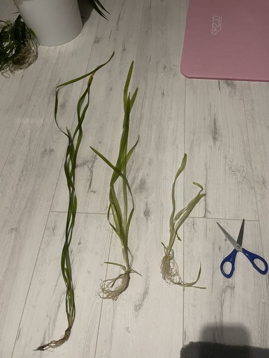 Nurzaniec tygrysi, czyli duża odmiana trawki akwariowej